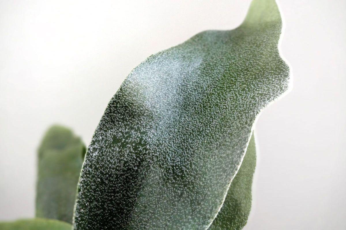 Staghorn Fern - Scandinavian