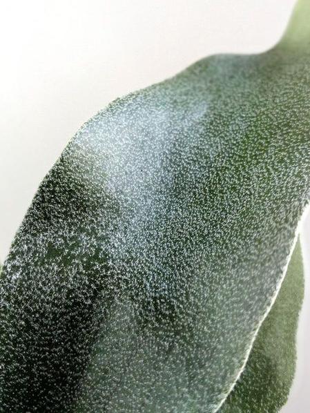 Staghorn Fern - Scandinavian
