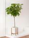 Fiddle Leaf Fig Tree