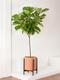 Fiddle Leaf Fig Tree