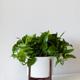 Cascading Pothos