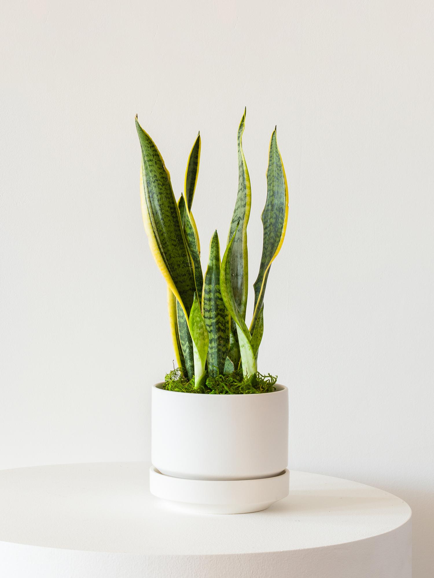 Snake Plant - Scandinavian