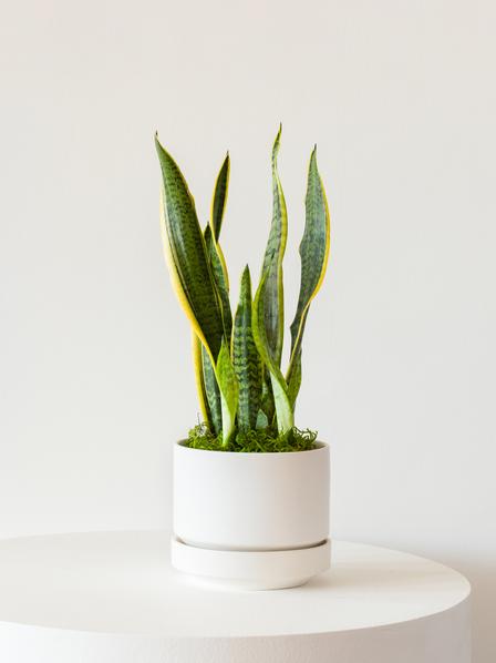 Snake Plant - Scandinavian