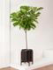 Fiddle Leaf Fig Tree