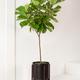 Fiddle Leaf Fig Tree
