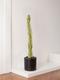 Desert Cactus
