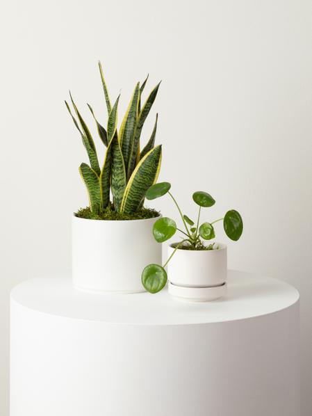 Pilea Peperomioides - Scandinavian