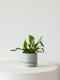 Staghorn Fern