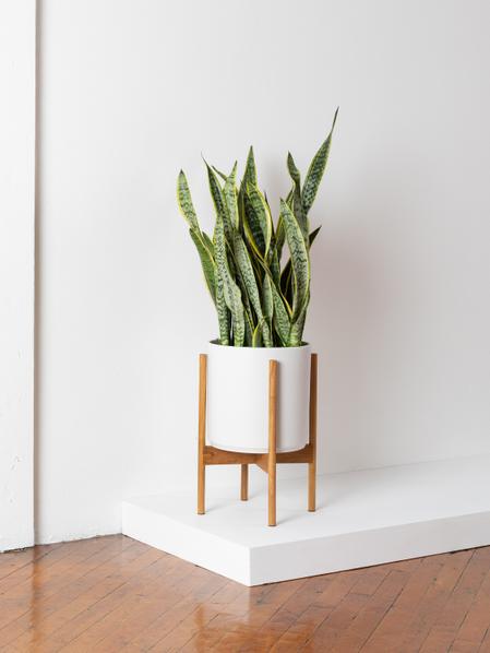 Snake Plant Laurentii