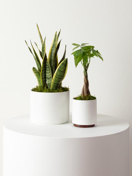 Braided Money Tree