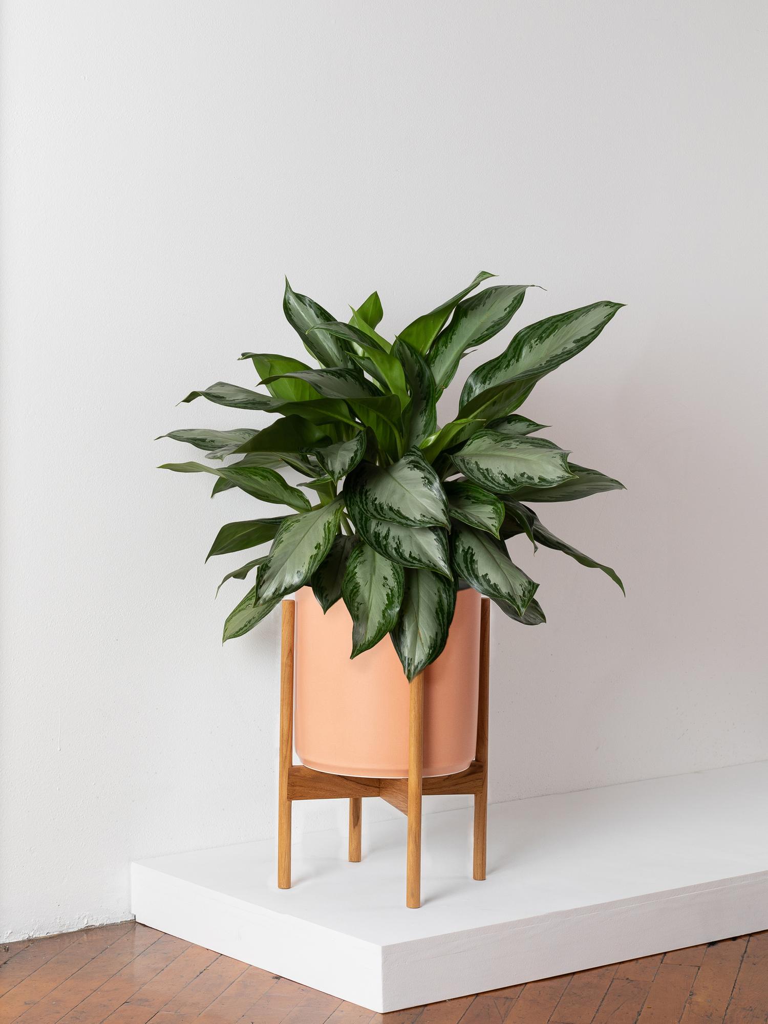 Silver Evergreen - Coral Mid-Century Ceramic & Light Wood Stand 