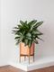 Silver Evergreen