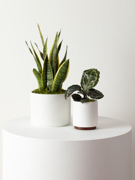 Calathea Medallion