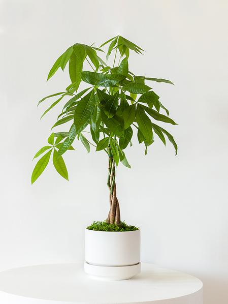 Braided Money Tree - Scandinavian