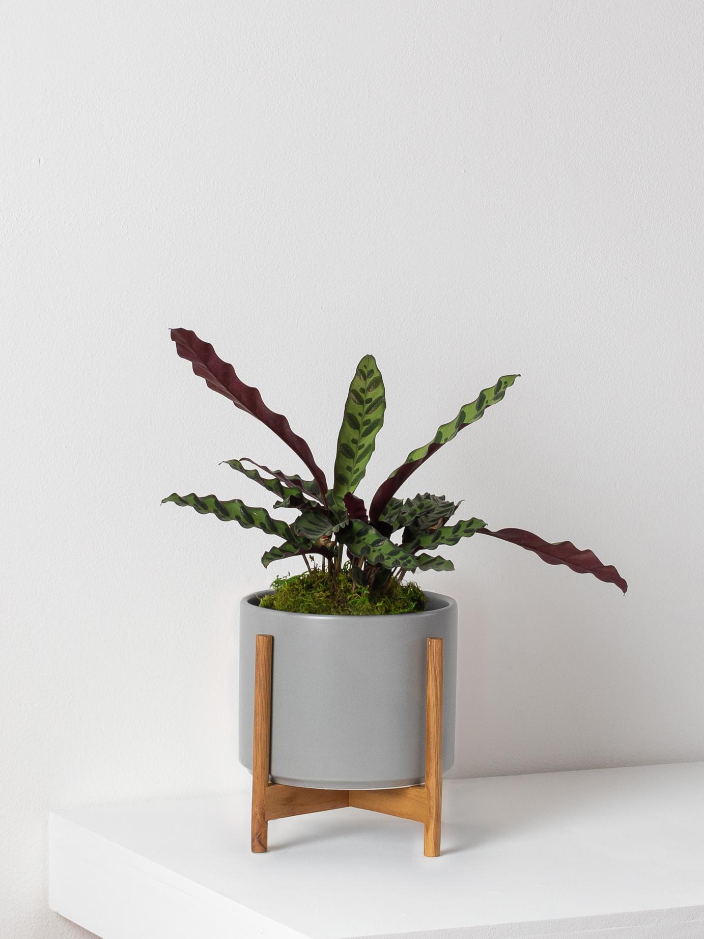 calathea-rattlesnake-gray-mid-