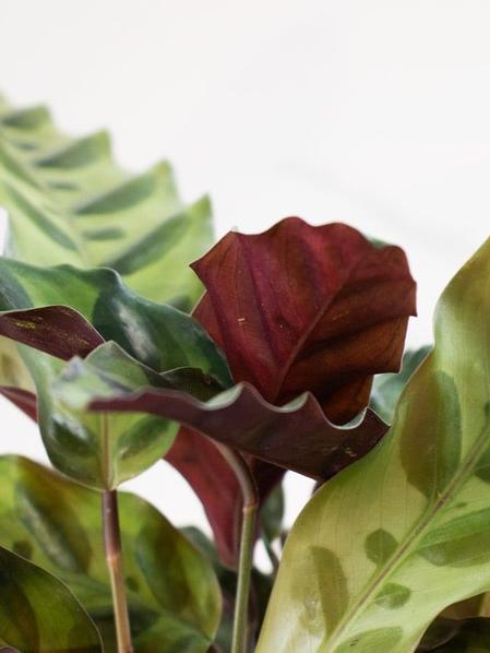 Calathea Rattlesnake