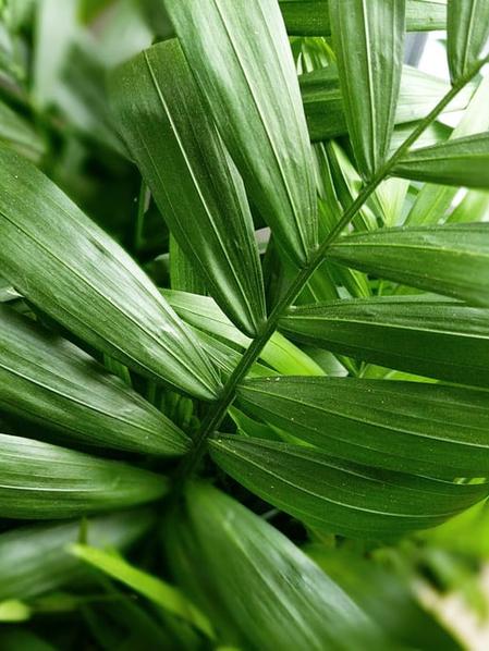 Parlor Palm