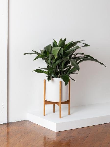Cast Iron Plant