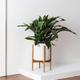 Cast Iron Plant