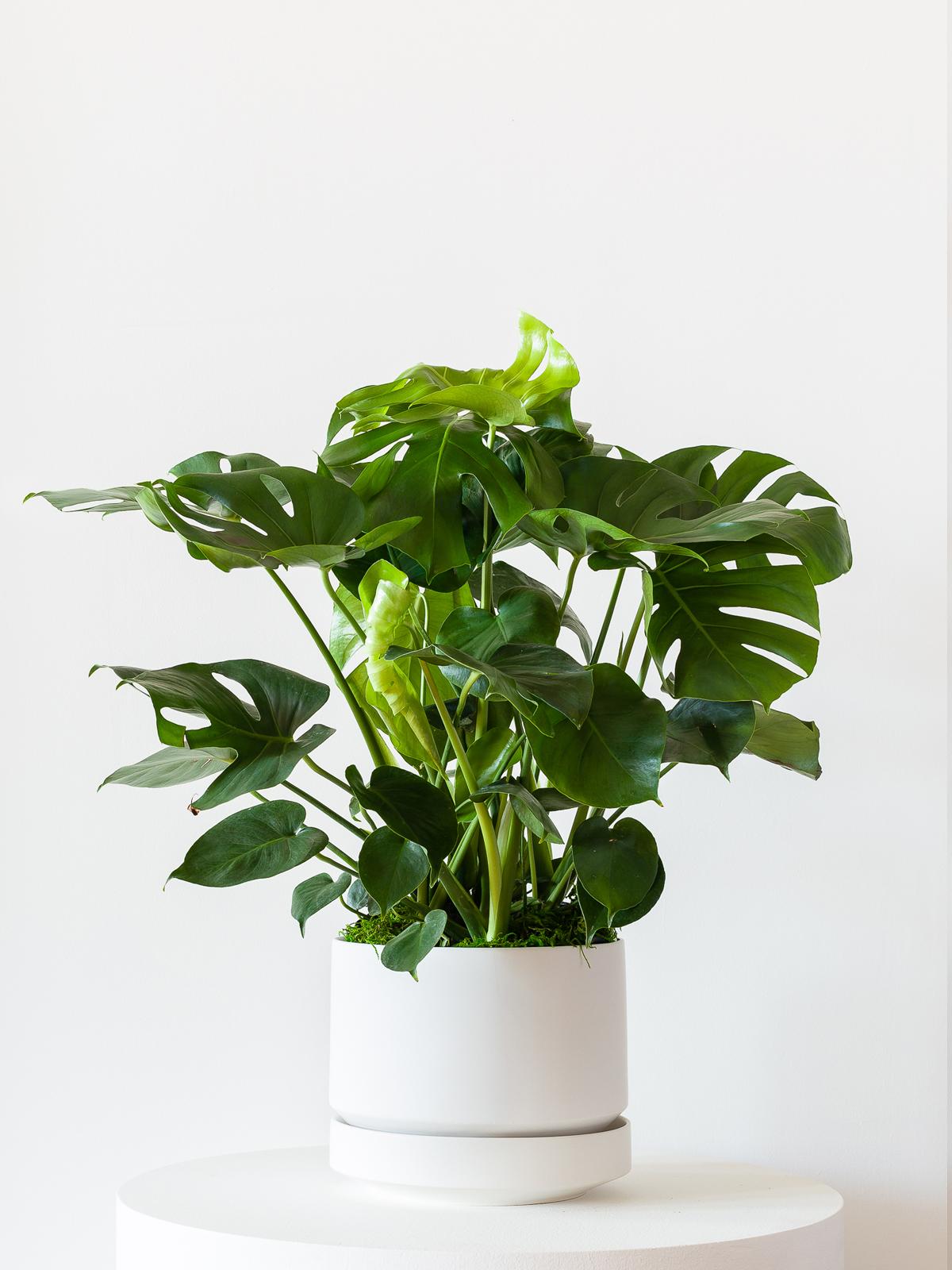 Scandinavian - The Ten