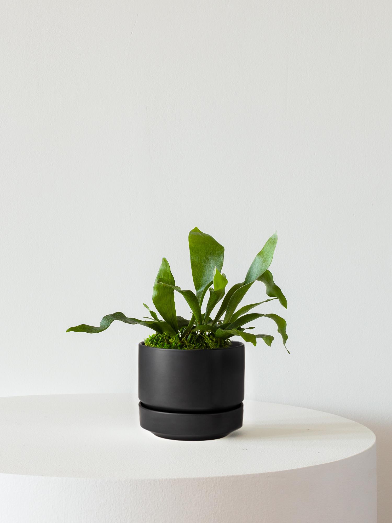 Staghorn Fern