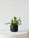 Staghorn Fern