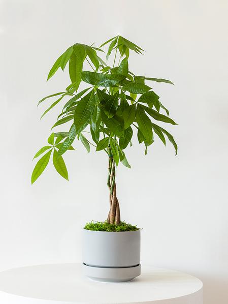Braided Money Tree - Scandinavian