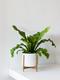 Bird's Nest Fern