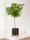 Fiddle Leaf Fig Tree