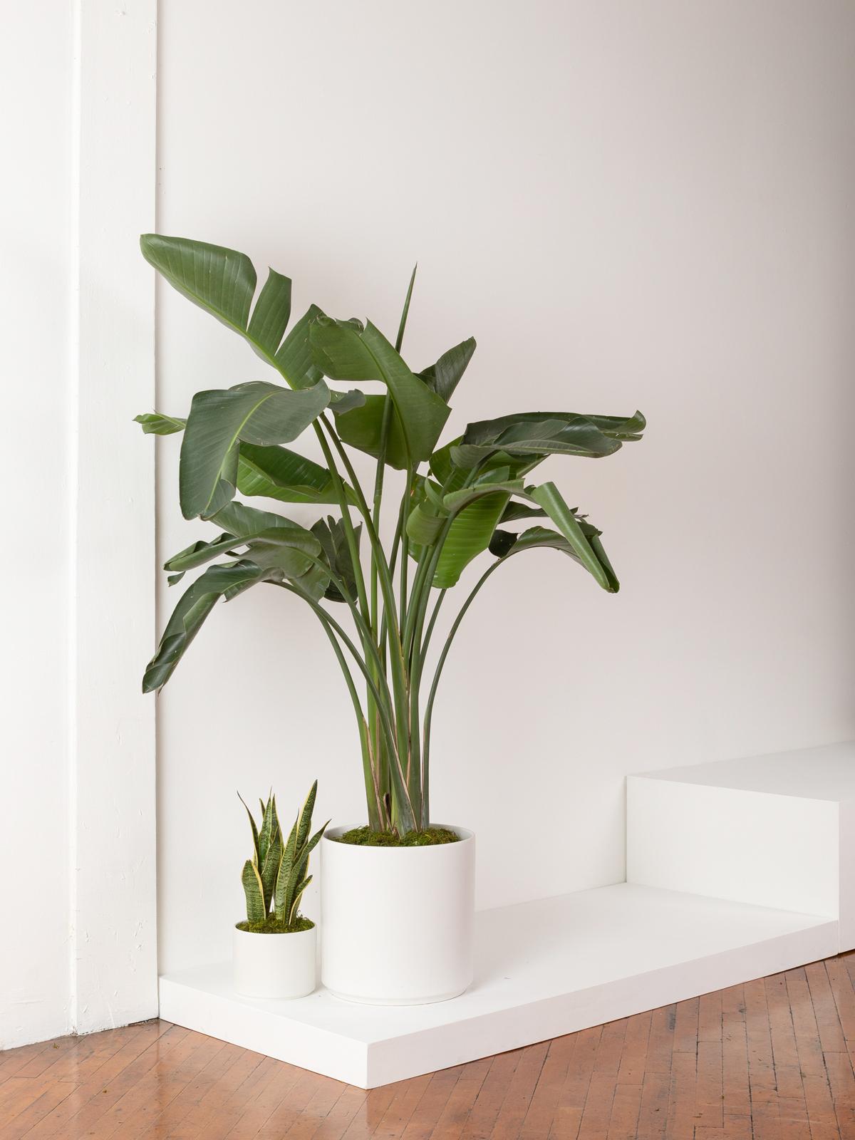 bird of paradise plant on Extra Large Bird Of Paradise Potted Plant Shipped By Leon George