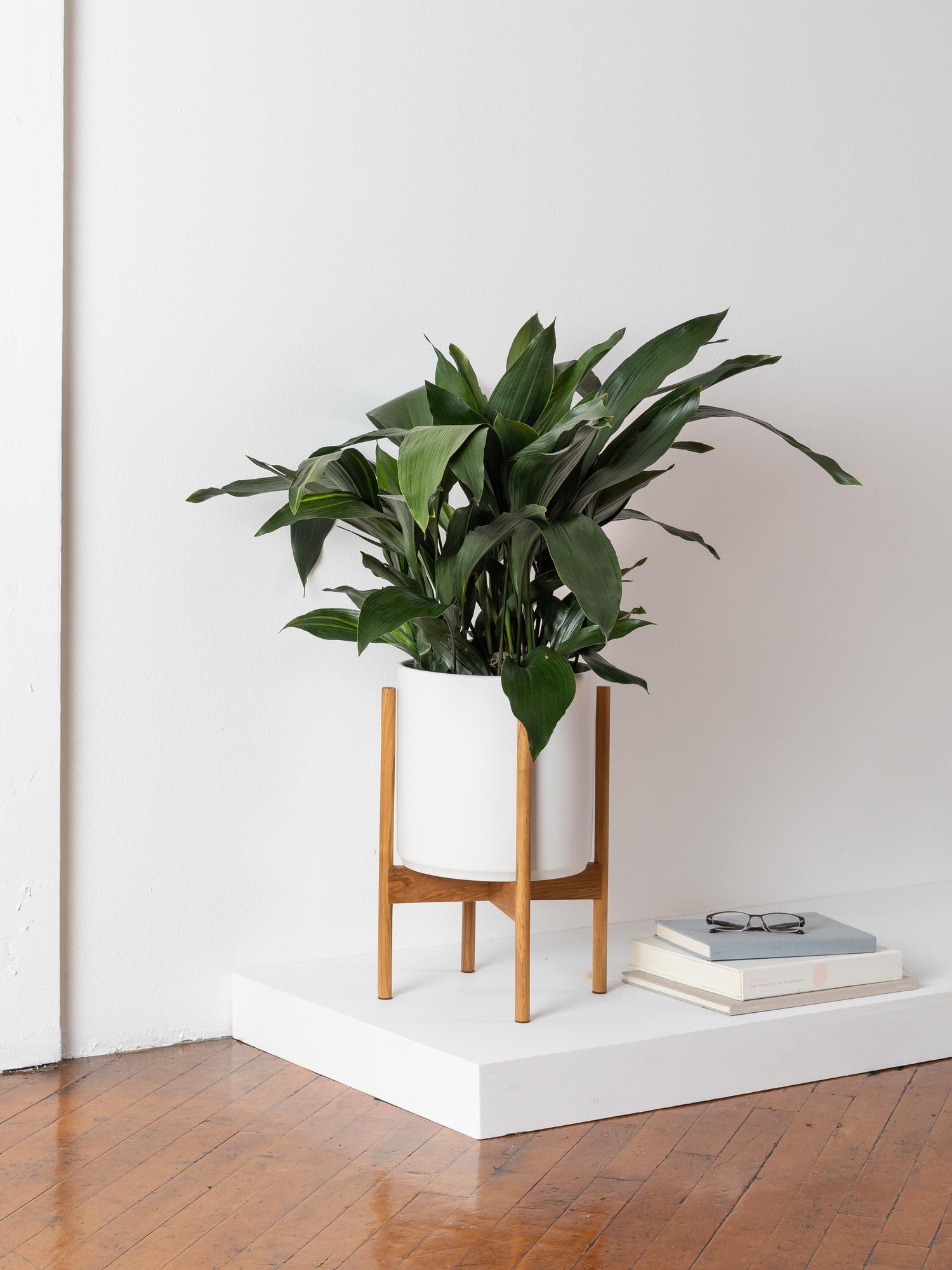 indoor plants picture