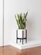 Snake Plant Laurentii