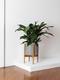 Cast Iron Plant