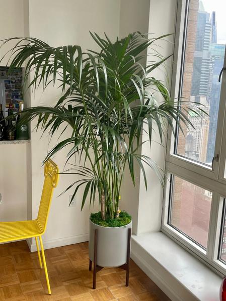 indoor plants picture