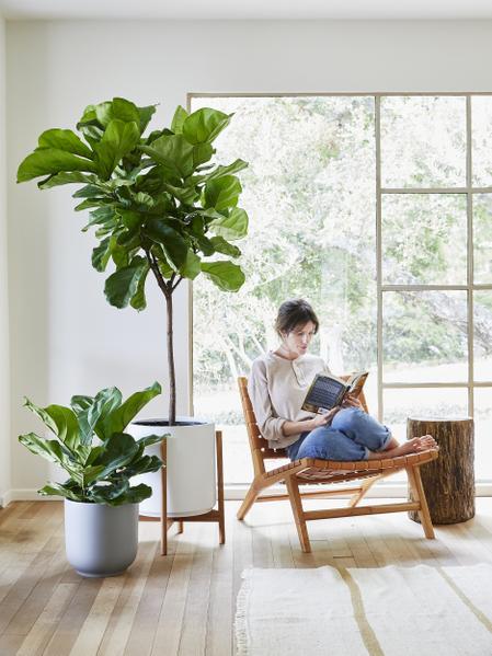 Woman sitting in a woven lounge chair reading a book in a bright room with large windows, next to two fiddle leaf fig plants in modern pots on a wood floor, with natural light and a tree-stump side table beside her.