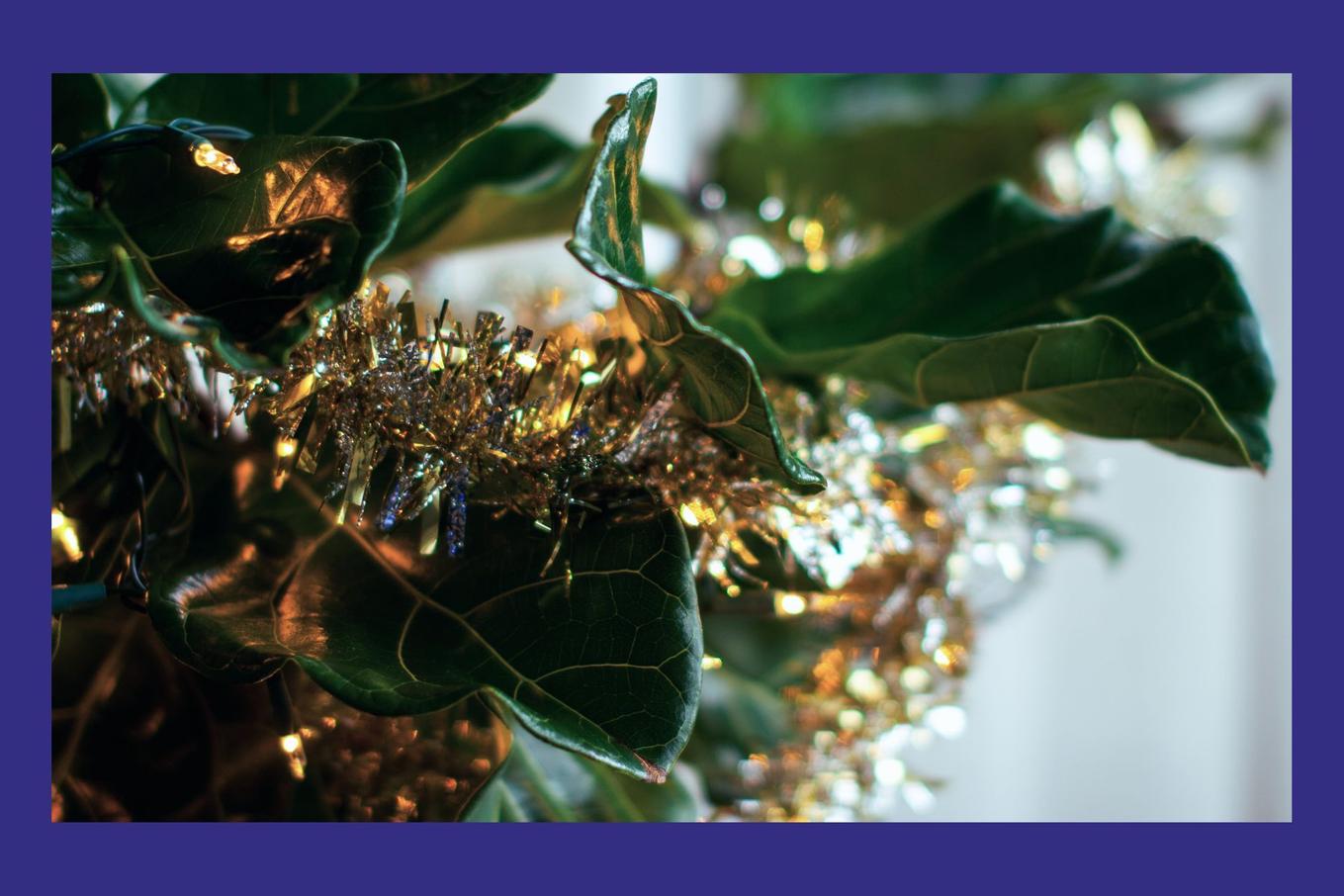 Lushly decorated Fiddle Leaf Fig leaves