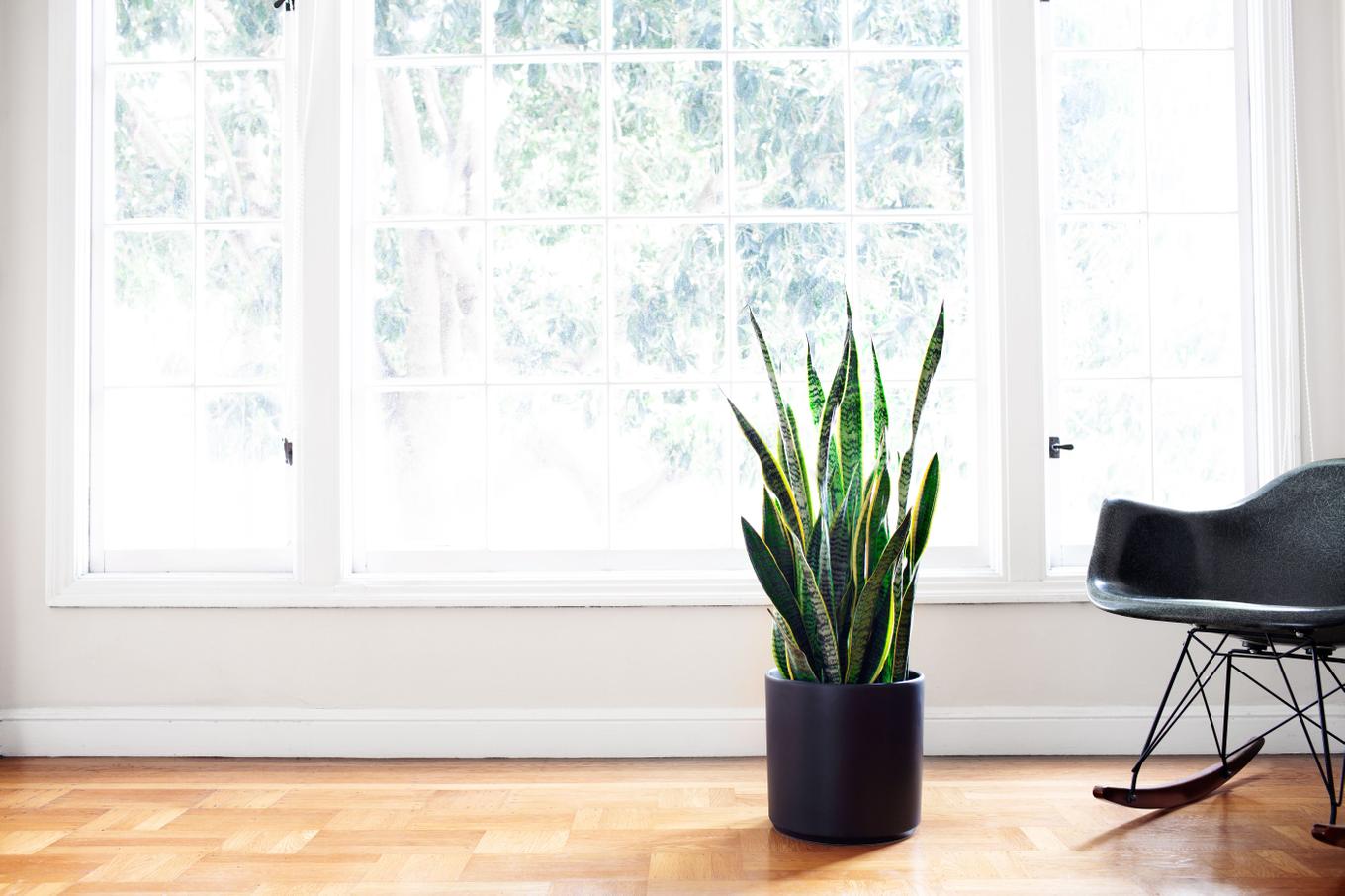 Large Snake Plant in black pot decorating a bright living room