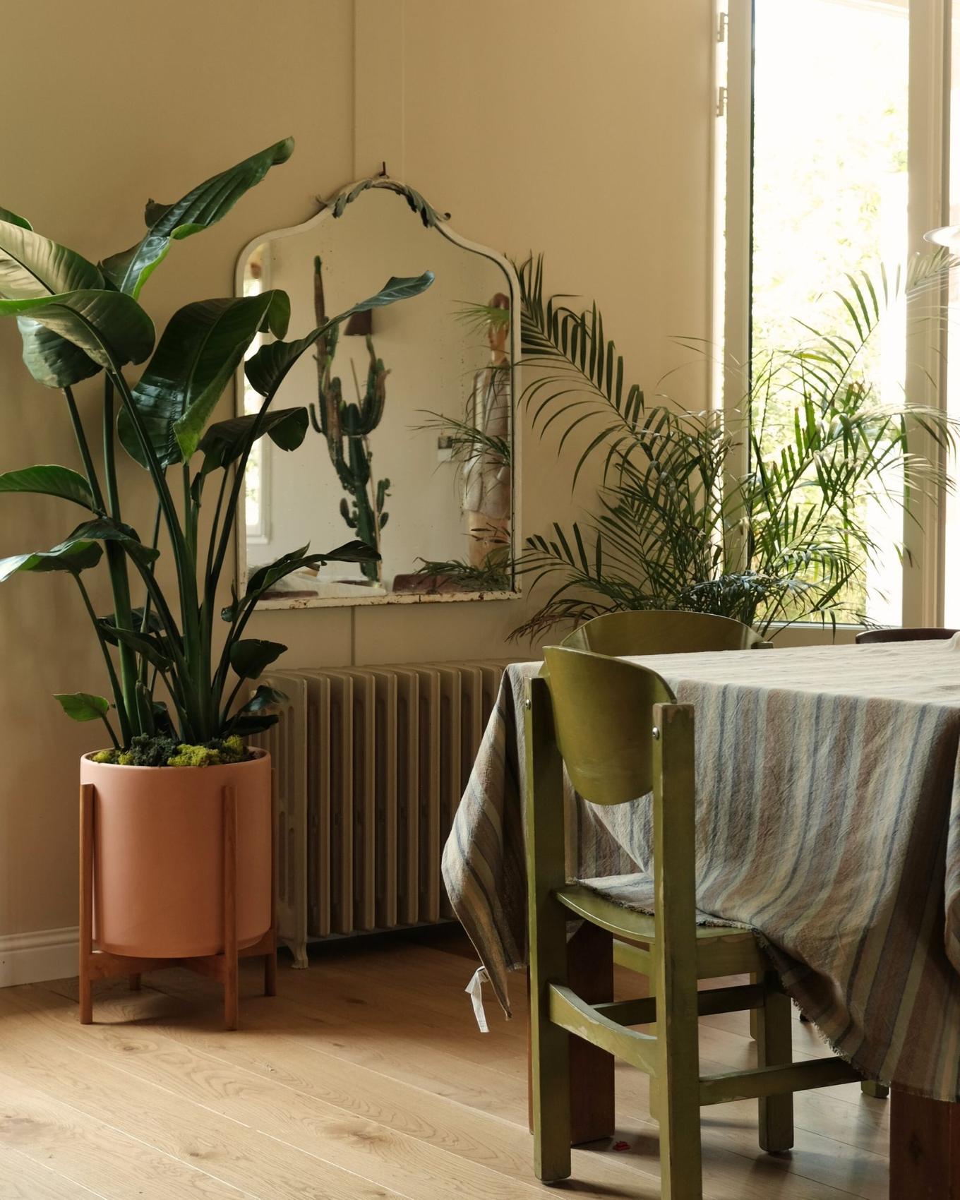 A Bird of Paradise in a dining room next to a vintage mirror