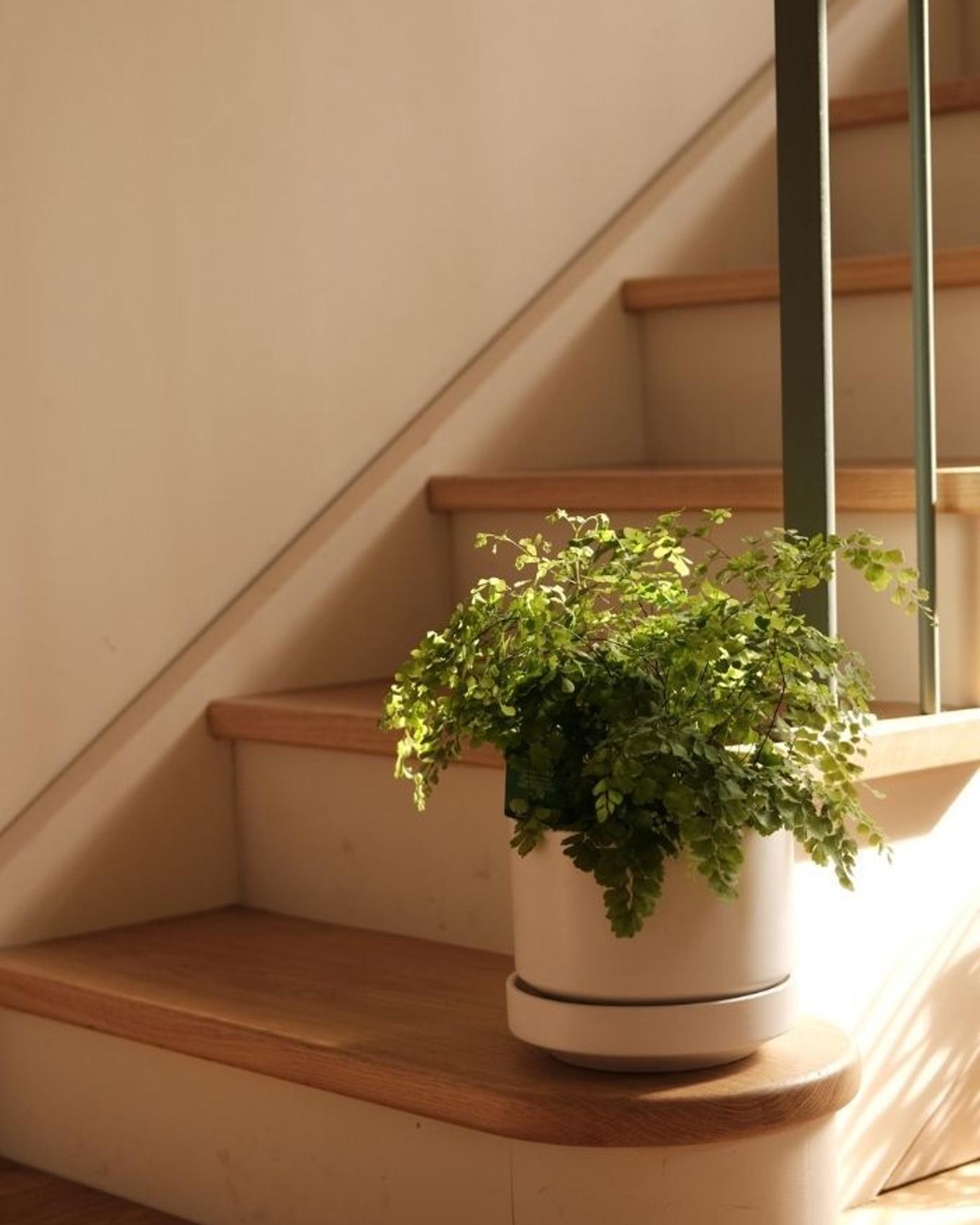 A bright staircase with a beautiful Maidenhair Fern