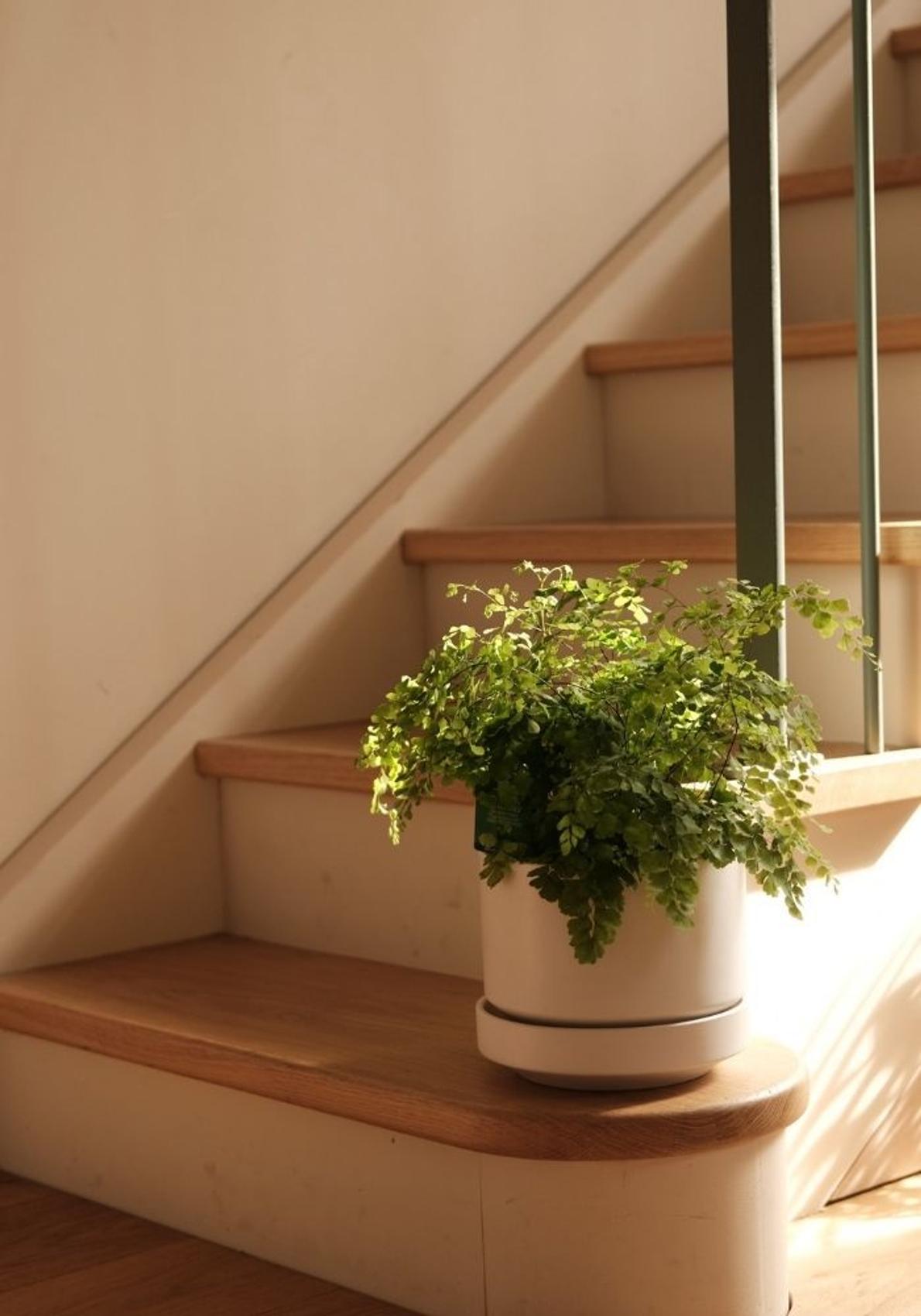 Maidenhair Fern