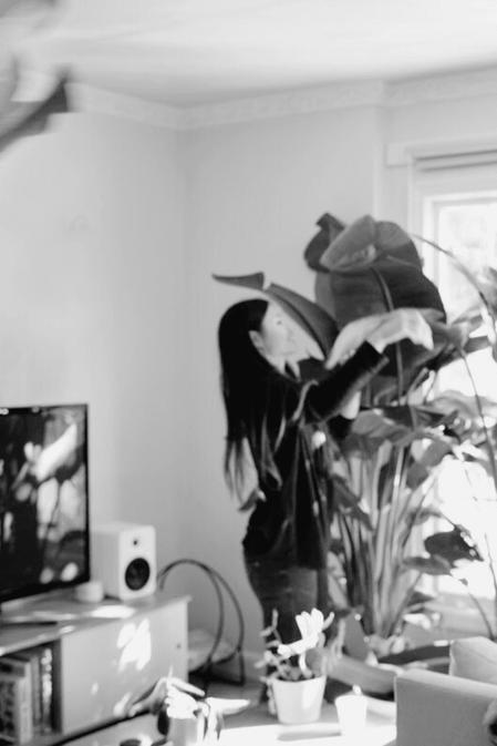 indoor plants picture