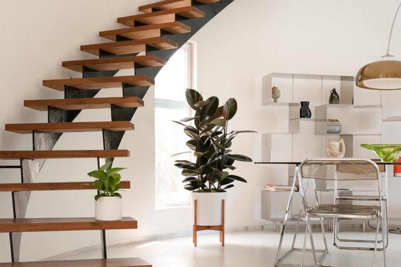 A contemporary living room with a Rubber Tree
