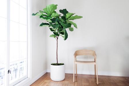 Fiddle Leaf Fig Care Guide