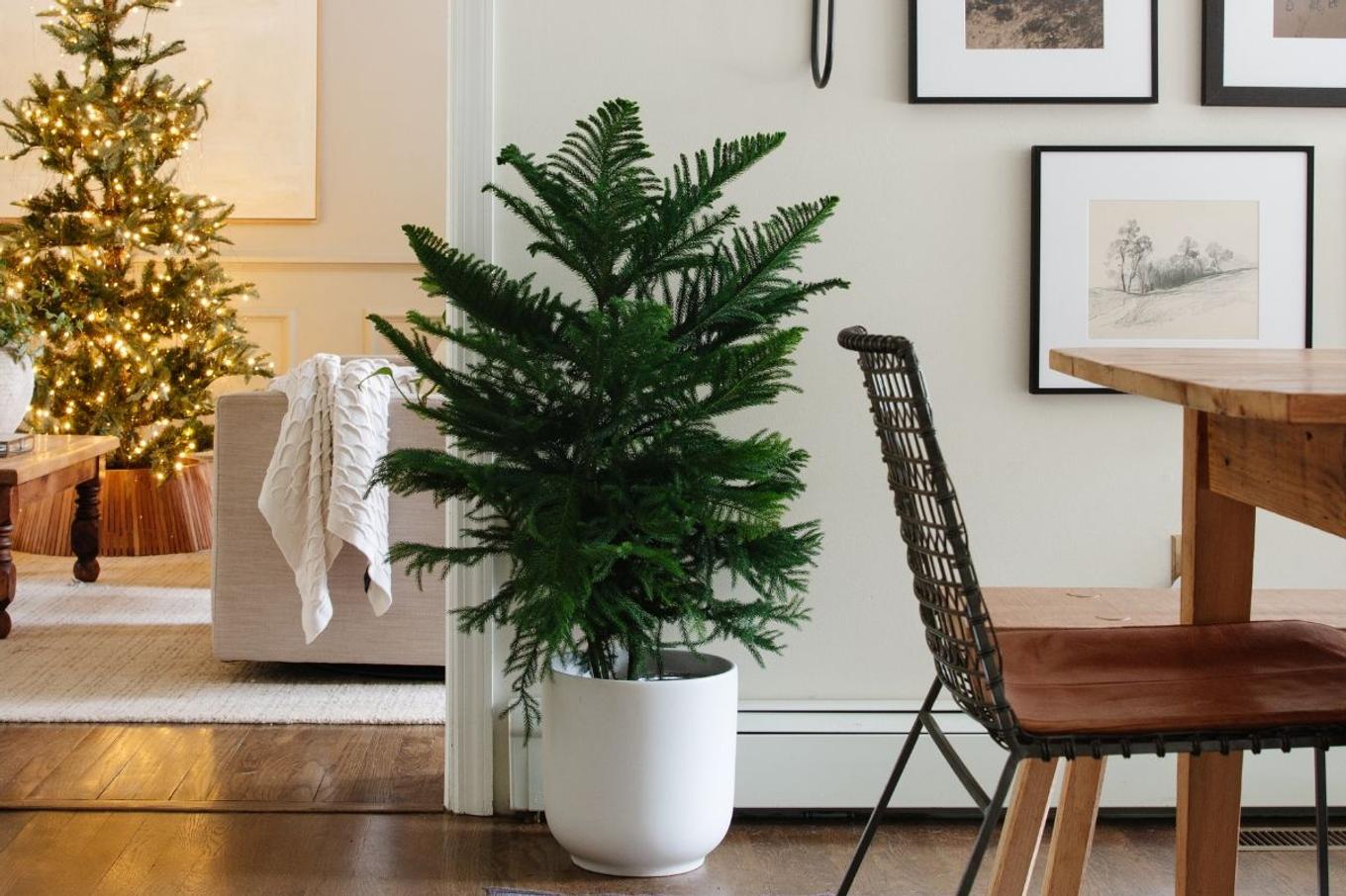 A cozy holiday living and dining room with a Norfolk Island Pine
