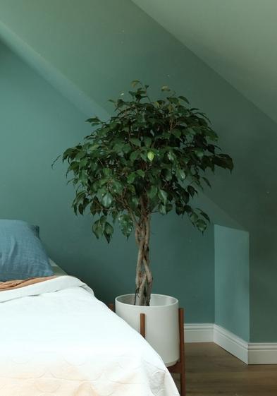 Ficus Benjamina