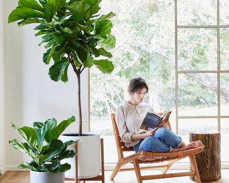 Best Indoor Plants for Each Zodiac Sign (Astrology Guide)