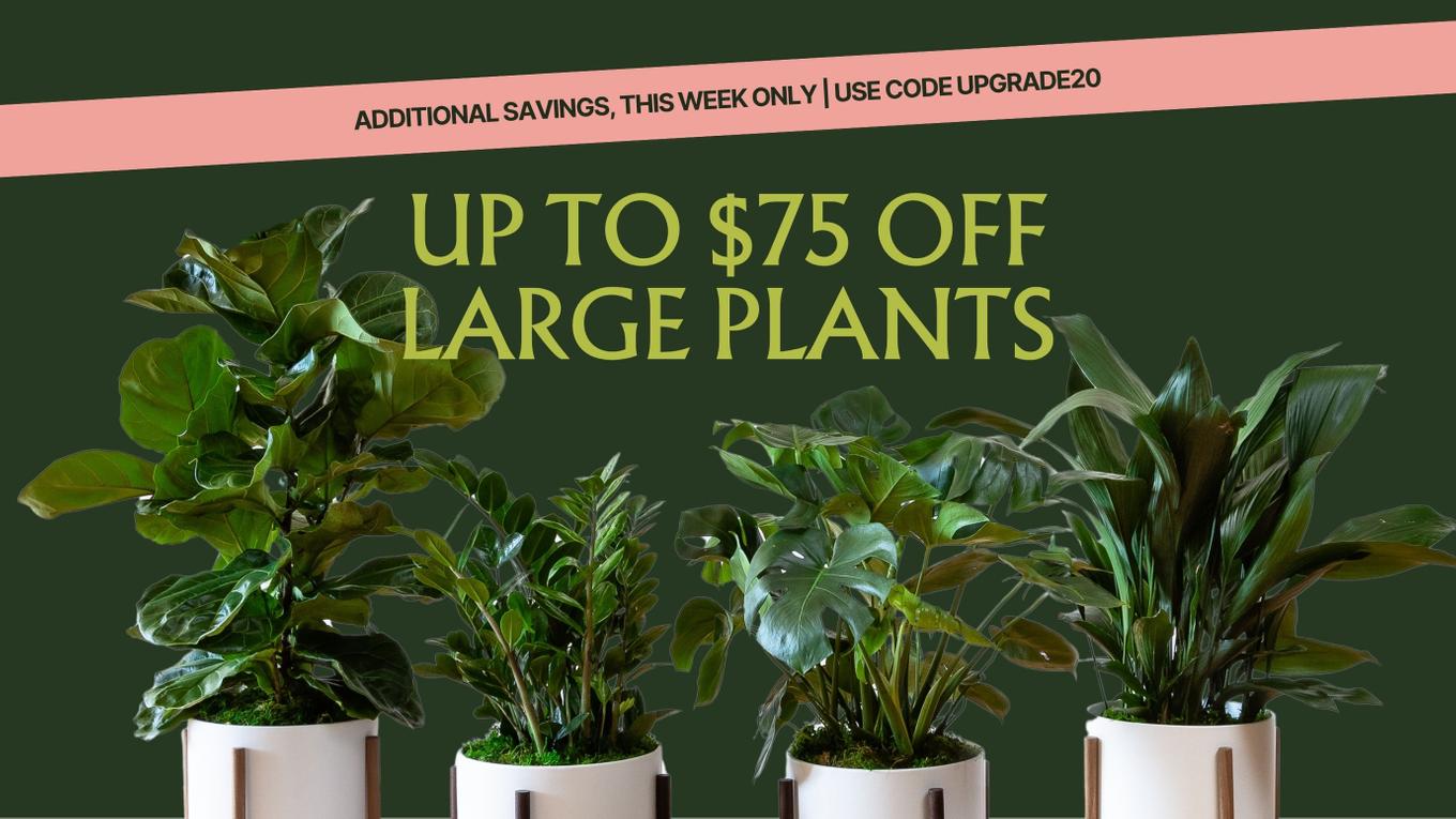 NATURE’S FINEST GREENERY