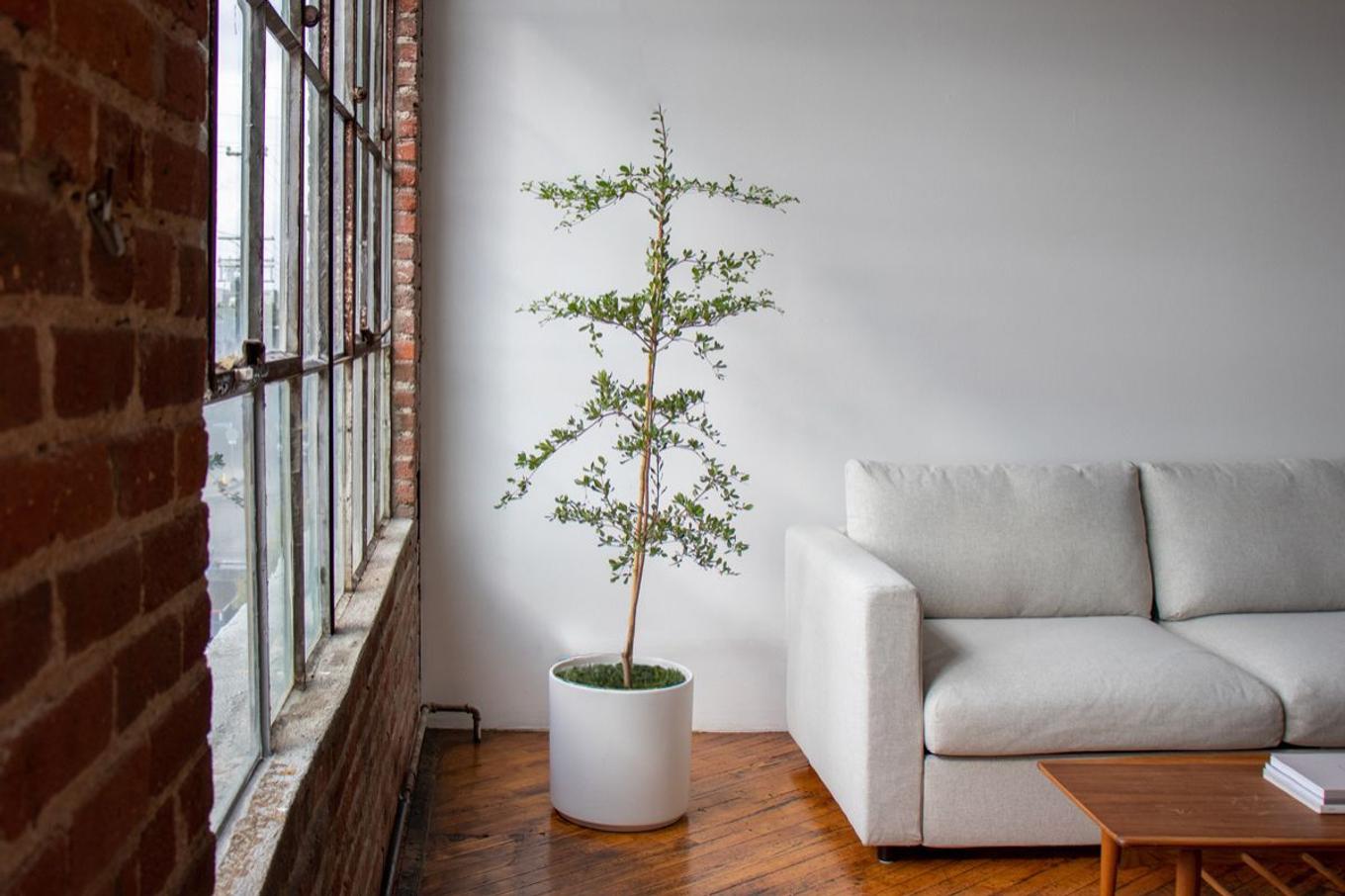 6ft tall Black Olive Tree in a bright loft next to a white couch and window