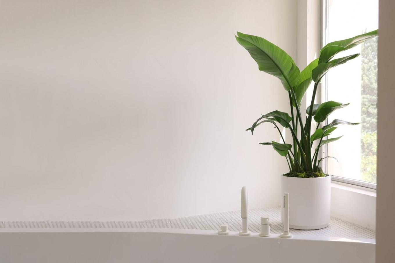 Big Bird of Paradise plant decorating a white-washed bathroom