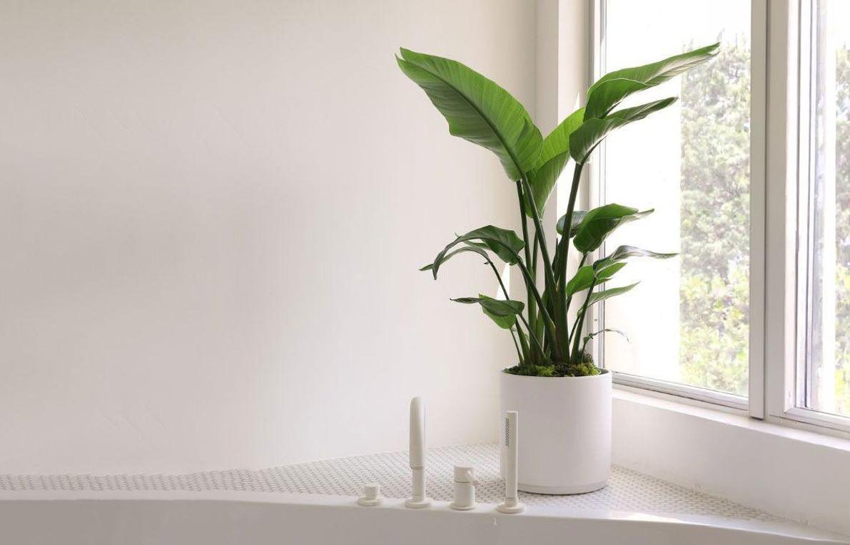 Large indoor Bird of Paradise plant in a white ceramic Léon & George planter next to a window.